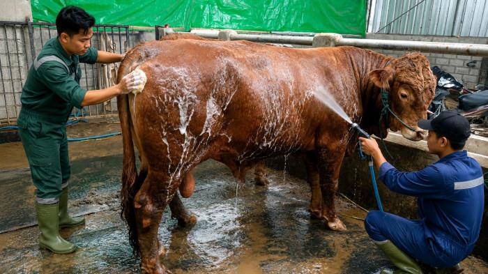 SAPI SEHAT- Ilustrasi seekor sapi yang sehat tampak dimandikan dan dibersihkan.