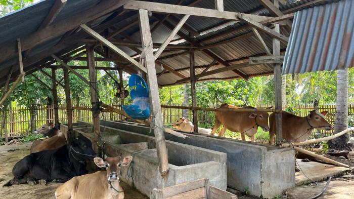 Sapi kurban milik Ibrahim Idrus, warga Desa Tunggulo Selatan,