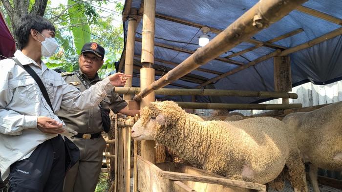 SIDAK - Sejumlah lapak penjual hewan kurban di Kota Semarang belum mengantongi Surat Keterangan Kesehatan Hewan (SKKH). Pedagang mengaku belum mengetahui terkait aturan tersebut. Hal itu itu terungkap saat Dinas Pertanian Kota Semarang melakukan inspeksi mendadak (sidak) ke sejumlah lapak penjual hewan kurban di Kota Semarang, Senin (25/5/2026).