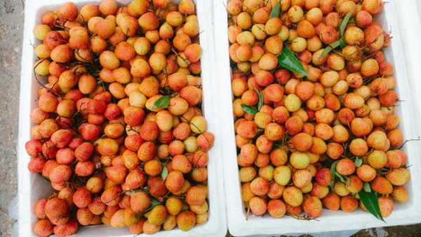 Litchi