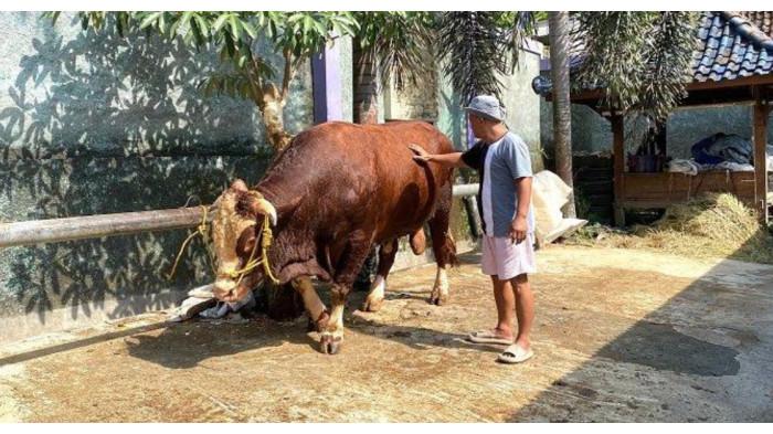 SAPI PRESIDEN - Pemilik Ubi Jaya Farm, Supardiono (49), sedang memandikan Sontrot di tempat usahanya, Padukuhan Salakan, Kalurahan Bangunjiwo, Kapanewon Kasihan, Kabupaten Bantul, Rabu (13/5/2026). Cerita peternak Supardiono, warga Kabupaten Bantul yang sapinya dibeli Presiden Prabowo.