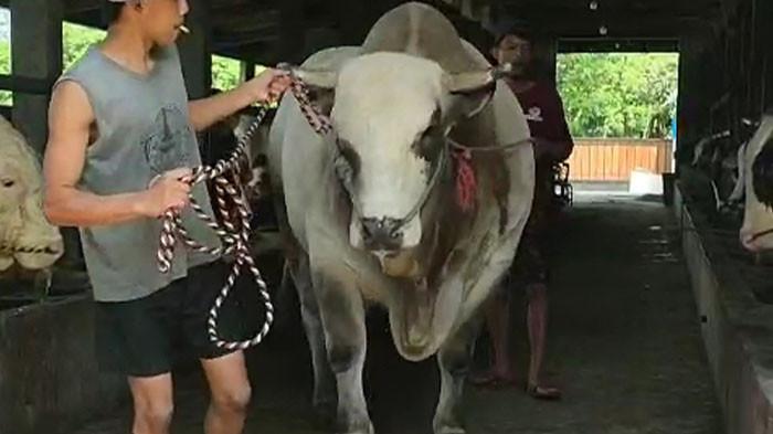 SAPI JUMBO - Bejo, sapi jenis Brahma asal Mojosongo, Boyolali terpilih menjadi salah satu hewan kurban Presiden Prabowo Subianto untuk Iduladha 2026. Bejo berumur 3,5 tahun dengan bobot mencapai 1,2 ton dan berhasil menyisihkan tiga sapi lainnya yang sebelumnya diajukan untuk seleksi sapi Banpres.