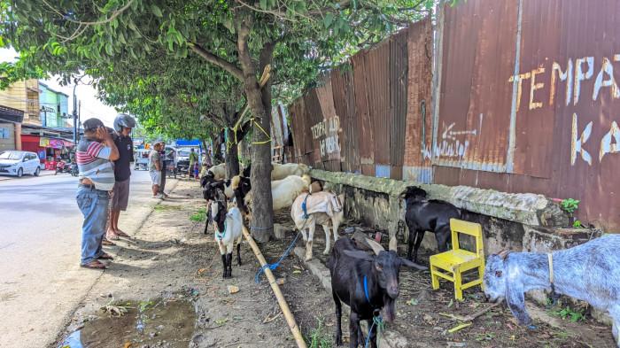 HEWAN KURBAN -- Pasar hewan kurban dadakan di Jalan Raja Eyato, Kelurahan Biawao, Kecamatan Kota Selatan, Kota Gorontalo, Provinsi Gorontalo, Selasa (26/5/2026).