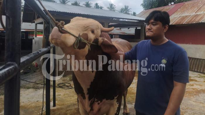 SAPI KURBAN PRESIDEN- Penampakan sapi kurban Presiden Prabowo Subianto di peternakan Koto Lua, Kecamatan Pauh, Kota Padang, Selasa (19/5/2026). Pemilik sapi, Jerry Leo Kurniawan, sebut sapi ini dibeli dengan harga Rp98.000.000 dengan berat mencapai 1,1 ton.
