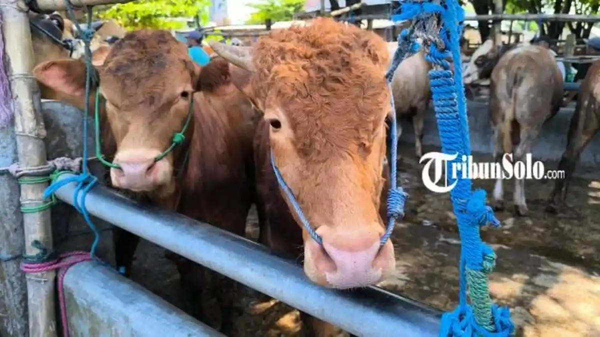 IDUL ADHA - Harga sapi kurban mengalami kenaikan jelang Idul Adha di Pasar Sapi Legen, Desa Bonyokan, Kecamatan Jatinom, Klaten.