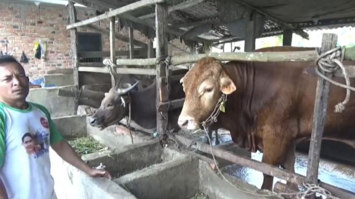 PETERNAK SAPI - Kemat dan sapi jenis Limosin peliharaannya yang berbobot jumbo seberat 810 kilogram, Selasa (26/5/2026). Sapi itu dipilih jadi sapi kurban Presiden Republik Indonesia, Prabowo Subianto di Jambi.