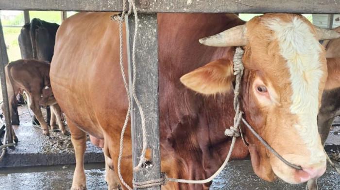 HEWAN KURBAN PRESIDEN - Sapi jenis Simental milik peternak lokal bernama Sutopo, di Jalan Selat Banda 1, Perumahan Tariza, Bontang Utara, tak jauh dari SMP Negeri 7, Kota Bontang, Kalimantan Timur pada Senin (18/5/2026). Sapi ini milik peternak Bontang. Bobotnya 732,5 kilogram dan menjadi yang terbaik. 