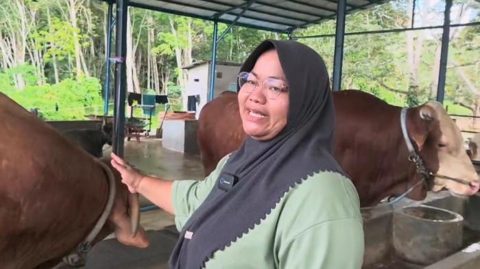 BISON KURBAN PRESIDEN - Anita selaku pemilik kandang MWC Farm di kawasan Gunung Binjai, Teritip, Balikpapan Timur, menunjukkan Bison, sapi berbobot lebih dari 1 ton yang dipilih menjadi hewan kurban bantuan kemasyarakatan Presiden RI Prabowo Subianto untuk Hari Raya Idul Adha 1447 Hijriah, Minggu (24/5/2026). (TRIBUNKALTIM.CO/SITI ZUBAIDAH)