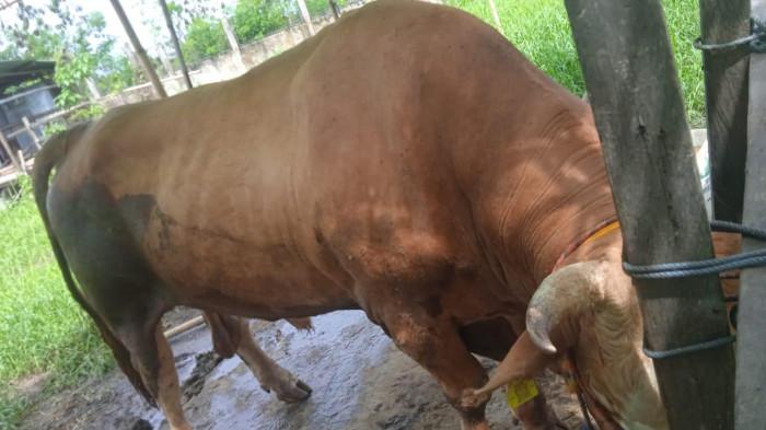 SAPI KURBAN SAMARINDA - Perwujudan sapi bernama Miliar dari peternakan Sapi Sutha Samarinda yang dipilih menjadi sapi kurban dari Presiden Prabowo Subianto untuk Kota Samarinda, Rabu (20/5/2026). Kepala Bidang Peternakan dan Kesehatan Hewan (PKH) Dinas Ketahanan Pangan dan Pertanian (DKPP) Samarinda, Maskuri, memastikan sapi tersebut akan disembelih di salah satu masjid ikonik di Kota Samarinda.