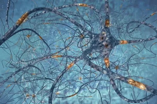 neurons