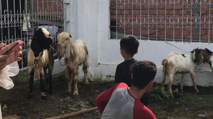 KURBAN - Suasana penyembelihan hewan kurban di Masjid Baiturrahmah Perumnas, Kelurahan Muara Bulian, Kecamatan Muara Bulian, Kabupaten Batang Hari, Rabu (27/5/2026).