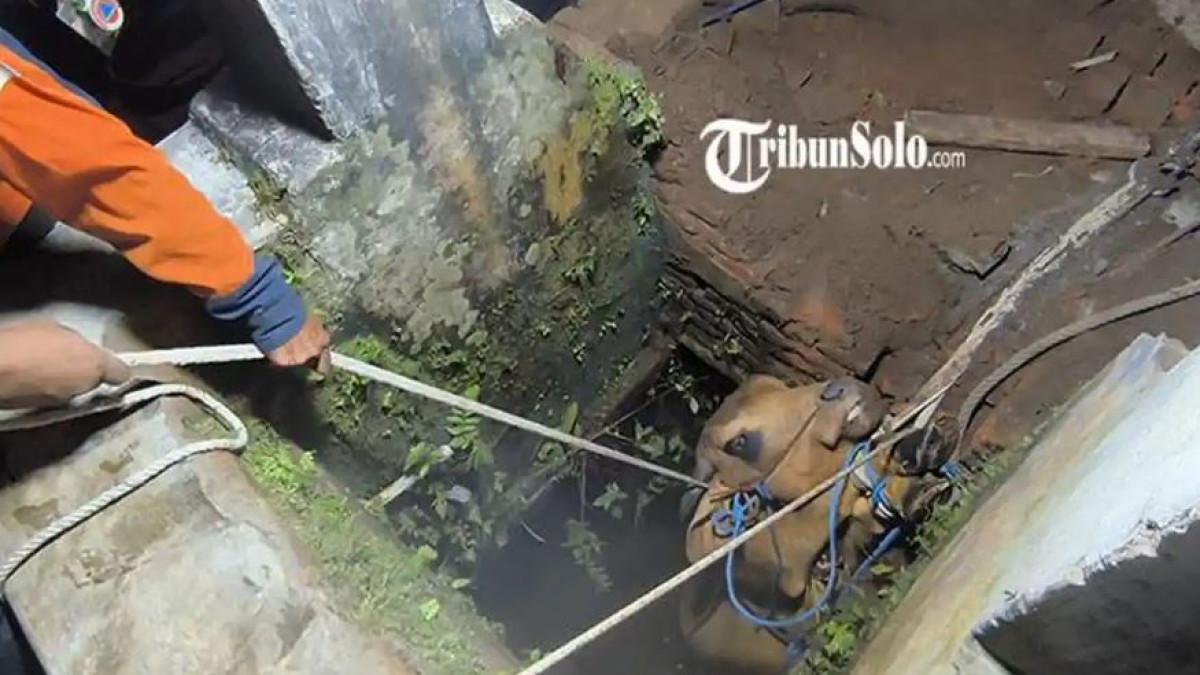 SAPI MASUK SUMUR - Proses evakuasi sapi kurban yang meloncat ke dalam sumur di Dukuh Tinggen, Desa Duwet, Kecamatan Wonosari, Kabupaten Klaten, Selasa (26/5/2026). Sapi berbobot sekitar 300 kilogram itu akhirnya dievakuasi petugas Damkar dalam kondisi mati setelah proses penyelamatan berlangsung berjam-jam.