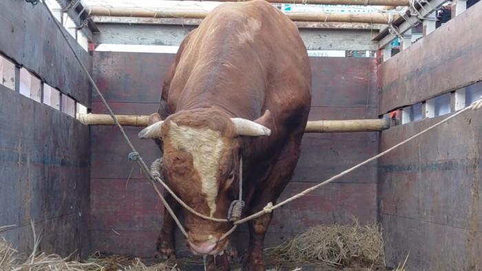 SAPI PRESIDEN - Sapi Presiden yang diserahkan ke Masjid Wakaf Al Istiqomah, Kauman Lama, Kelurahan Purwokerto Lor, Kecamatan Purwokerto Timur, Rabu (27/5/2026). Sapi tersebut berbobot 1.1 ton. 