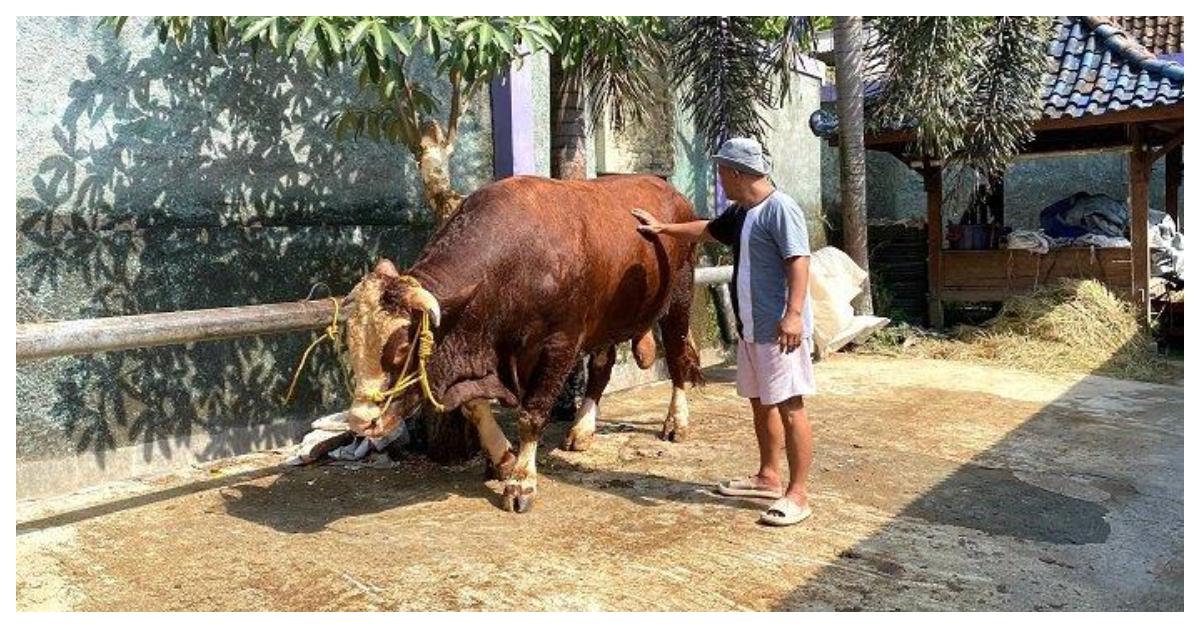 SAPI PRESIDEN - Pemilik Ubi Jaya Farm, Supardiono (49), sedang memandikan Sontrot di tempat usahanya, Padukuhan Salakan, Kalurahan Bangunjiwo, Kapanewon Kasihan, Kabupaten Bantul, Rabu (13/5/2026). Cerita peternak Supardiono, warga Kabupaten Bantul yang sapinya dibeli Presiden Prabowo.