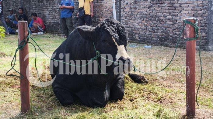 SAPI KURBAN PRESIDEN- Sapi kurban bantuan Presiden RI Prabowo Subianto bernama Bruno berada di halaman Masjid Raya Syekh Ahmad Khatib Al-Minangkabawi, Kota Padang, Sumatera Barat, Rabu (27/5/2026). Sapi jenis brangus dengan bobot hampir 1,3 ton itu didatangkan dari peternakan Kampung Simental Farm di Kabupaten Agam.