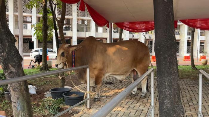 SAPI KURBAN GIBRAN - Sapi kurban milik Wapres Gibran Rakabuming Raka yang diserahkan ke Masjid Istiqlal, Sawah Besar, Jakarta Pusat, Selasa (26/5/2026). (TRIBUNJAKARTA.COM/DIONISIUS ARYA BIMA SUCI)