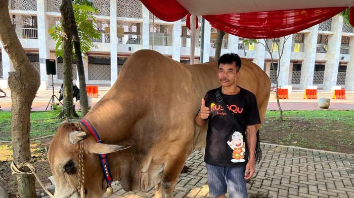 SAPI KURBAN GIBRAN - Sapi kurban milik Wapres Gibran Rakabuming Raka yang diserahkan ke Masjid Istiqlal, Sawah Besar, Jakarta Pusat, Selasa (26/5/2026). (TRIBUNJAKARTA.COM/DIONISIUS ARYA BIMA SUCI)
