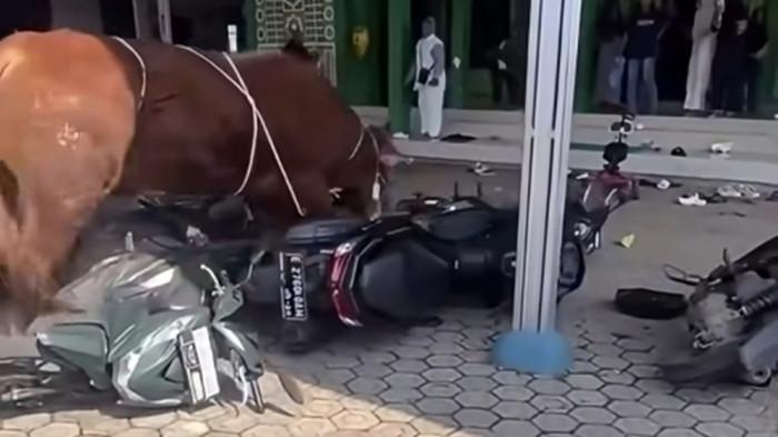 SAPI NGAMUK - Tangkapan layar dari rekaman video sapi kurban yang mengamuk dan menyeruduk sepeda motor di Blok Rancakitiran, Desa/Kecamatan Kroya, Kabupaten Indramayu, Rabu (27/5/2026). Tak ada korban jiwa maupun luka dalam insiden ini.