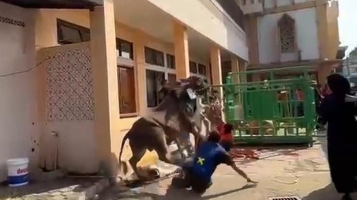 SAPI NGAMUK GBI - Seekor sapi kurban lepas kendali hingga berlarian di Komplek Griya Bandung Indah (GBI), Desa Buahbatu, Kcamatan Bojongsoang, Kbupaten Bandung. Tangkap Layar.