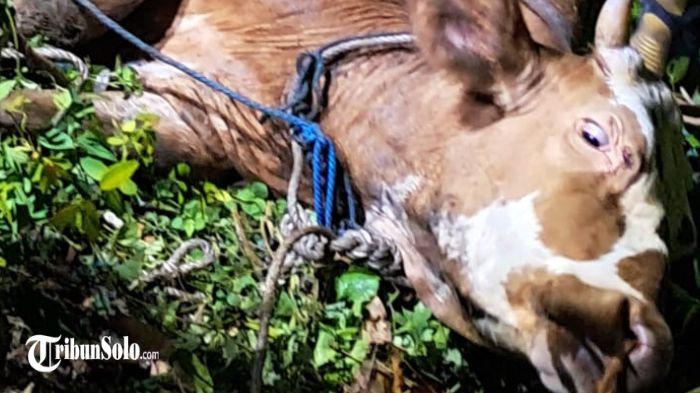 Proses evakuasi sapi kurban. Seekor sapi milik warga