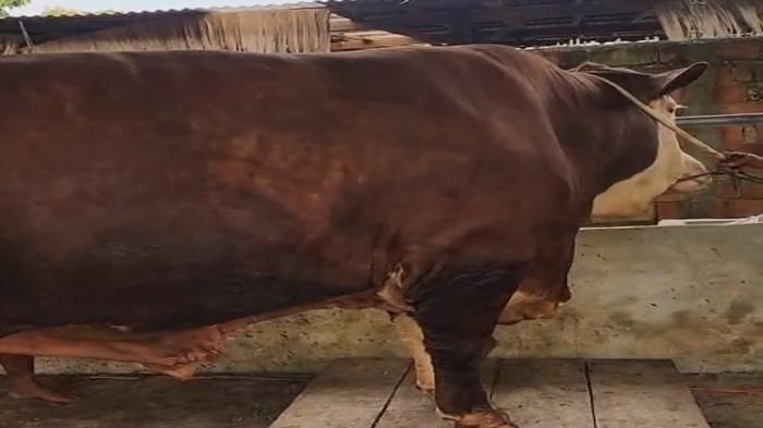 :Sapi kurban bantuan Presiden Republik Indonesia Prabowo Subianto jenis Simental dengan bobot mencapai 977 kilogram saat menjalani penimbangan berat badan sebelum dikirim ke Kabupaten Musi Banyuasin pada H-2 Idul Adha 1447 Hijriah.