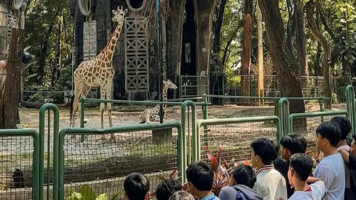 RAGUNAN ZOO - Kebun Binatang Ragunan Jakarta tetap buka saat Idul Adha 2026 dengan tiket masuk murah