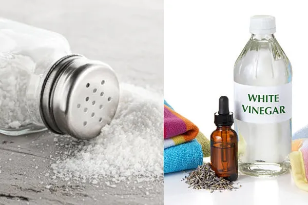4 easy hacks to keep away ants from home