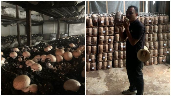 Ahmad Arief Nugroho, pengelola agrowisata Jejamuran, pada Selasa (14/42026).