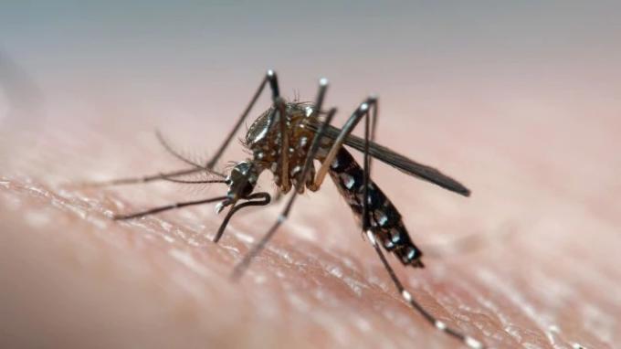 Ilustrasi nyamuk pembawa virus
