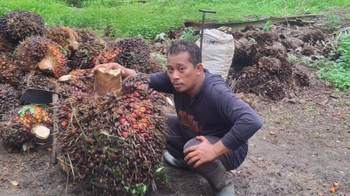 PETANI SAWIT -- Maulana salah satu petani sawit, asal Riau Silip, Kabupaten Bangka.