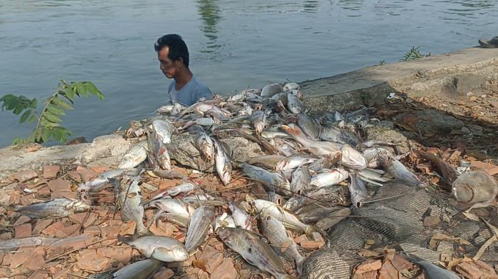 Pejabat Minta Warga Jangan Konsumsi Ikan Mati Mengambang di Karawang, Sampel Lagi Diteliti