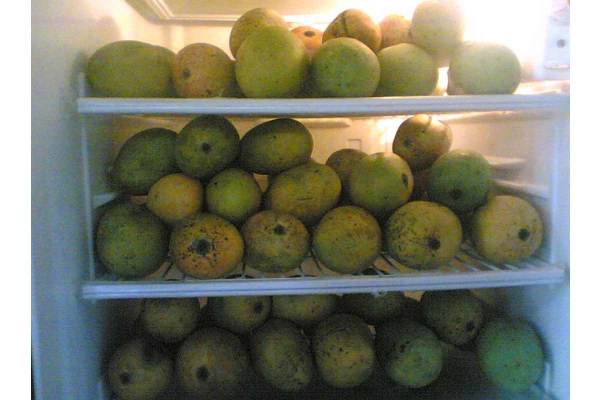 mango-1