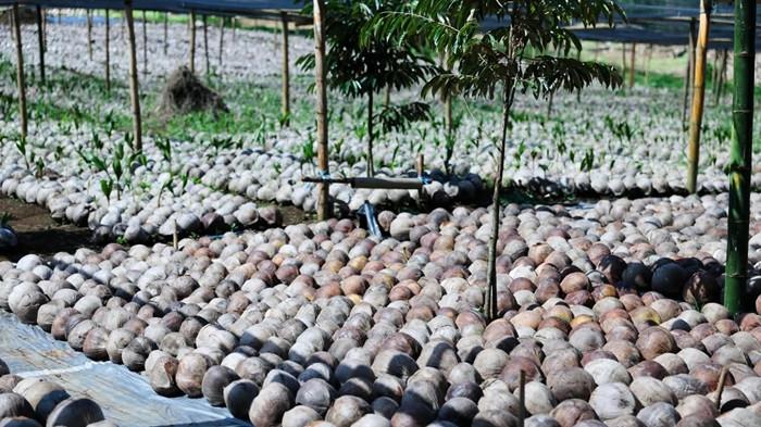 Lokasi pembibitan pertanian, Kelurahan Bengkol, Kecamatan Mapanget, Kota Manado, Sulut