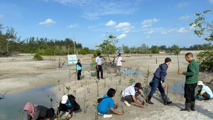 20260605 Penanaman Bibit Mangrove
