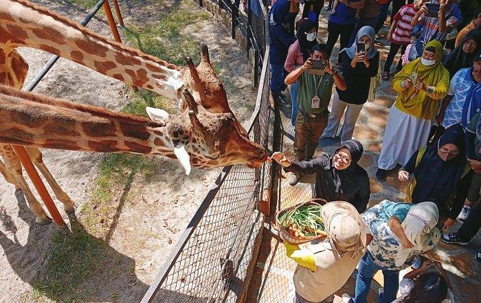 Pengunjung yang sedang memberi makan jerapah di Kebun Binatang Surabaya.