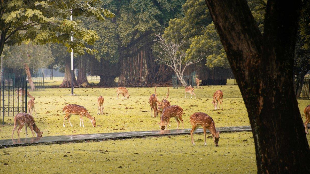 KEBUN RAYA BOGOR - Rusa yang berkeliaran di Kebun Raya Bogor.