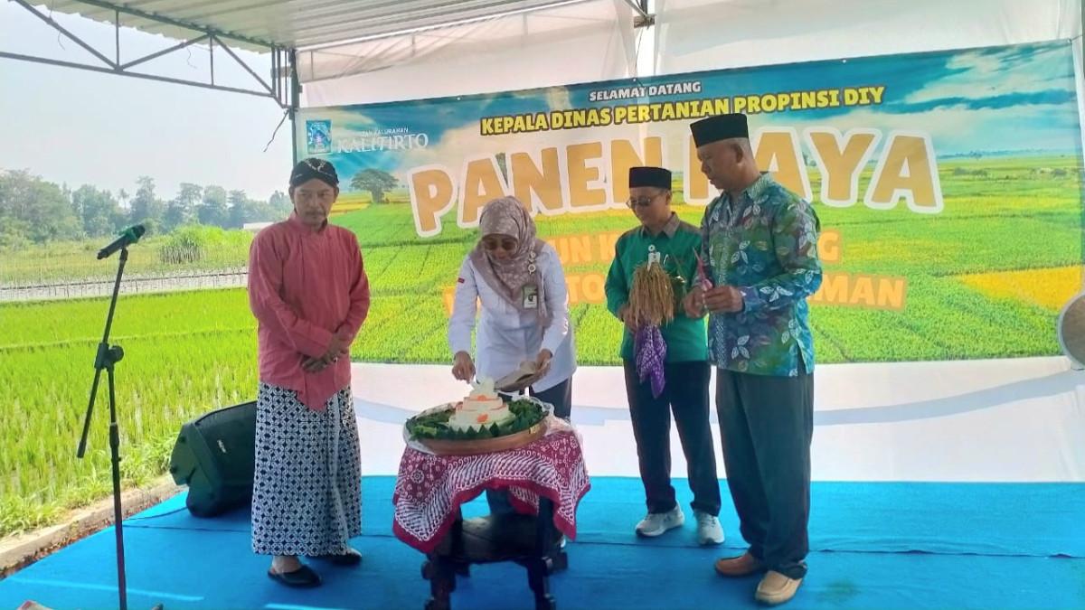Penyerahan Tumpeng - Kepala Dukuh Kalipentung, Kalitirto, Berbah, Sleman, Yogyakarta, Mujiharjo (baju hijau kembang) menerima potongan tumpeng dari Direktur Perbenihan Tanaman Pangan, Ditjen Tanaman Pangan, Kementan, Ladiyani Retno Widowati (baju putih) disaksikan oleh Kadis Pertanian dan Ketahanan Pangan Propinsi DIY  Aris Eko Nugroho (baju pink) dan Kadis Pertanian, Pangan, dan Perikanan Kabupaten Sleman Rofiq Andriyanto (baju hijau) dalam acara panen raya, Rabu (15/04/2026).