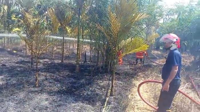 KEBAKARAN DI MUARO JAMBI - Kebun pinang muda milik warga bernama Sona, ludes dilahap si jago merah.  Jumat (5/6/2026) siang.