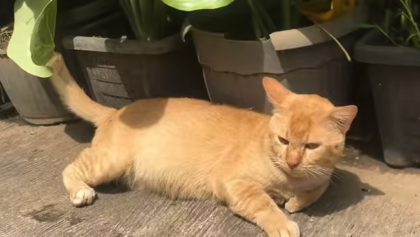 6 shocking facts about cats that most owners don't know