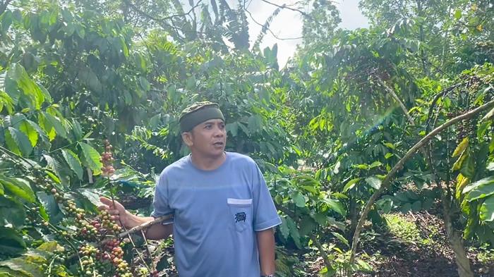 Mardi berdiri di tengah hamparan kebun kopi robusta miliknya di Desa Petaling, Kecamatan Mendo Barat, Kabupaten Bangka. Di tengah dominasi lada dan sawit di Bangka Belitung, Mardi menjadi salah satu pelopor pengembangan kopi lokal melalui koperasi Kopling Banjar Mandiri.