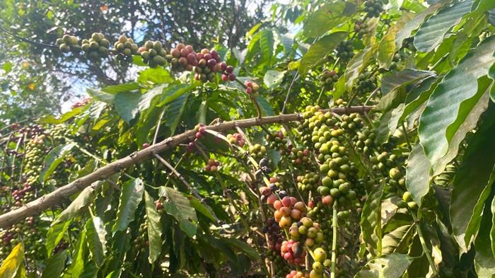 Buah kopi robusta tampak menggantung di kebun kopi milik Mardi di Desa Petaling, Kecamatan Mendo Barat, Kabupaten Bangka. Dari lahan seluas lebih dari 26 hektare, Mardi mampu menghasilkan hingga 17 ton biji kopi dalam satu kali panen raya.