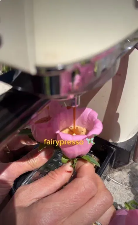 Tren Fairypresso