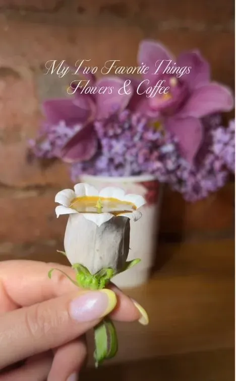 Tren Fairypresso