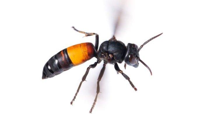 Tawon Vespa Affinis
