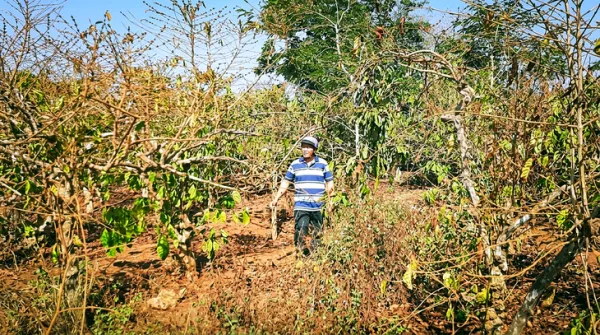 Vụ cổ phần hóa Công ty Cà phê Gia Lai: Yêu cầu ký hợp đồng giao khoán - Ảnh 1.