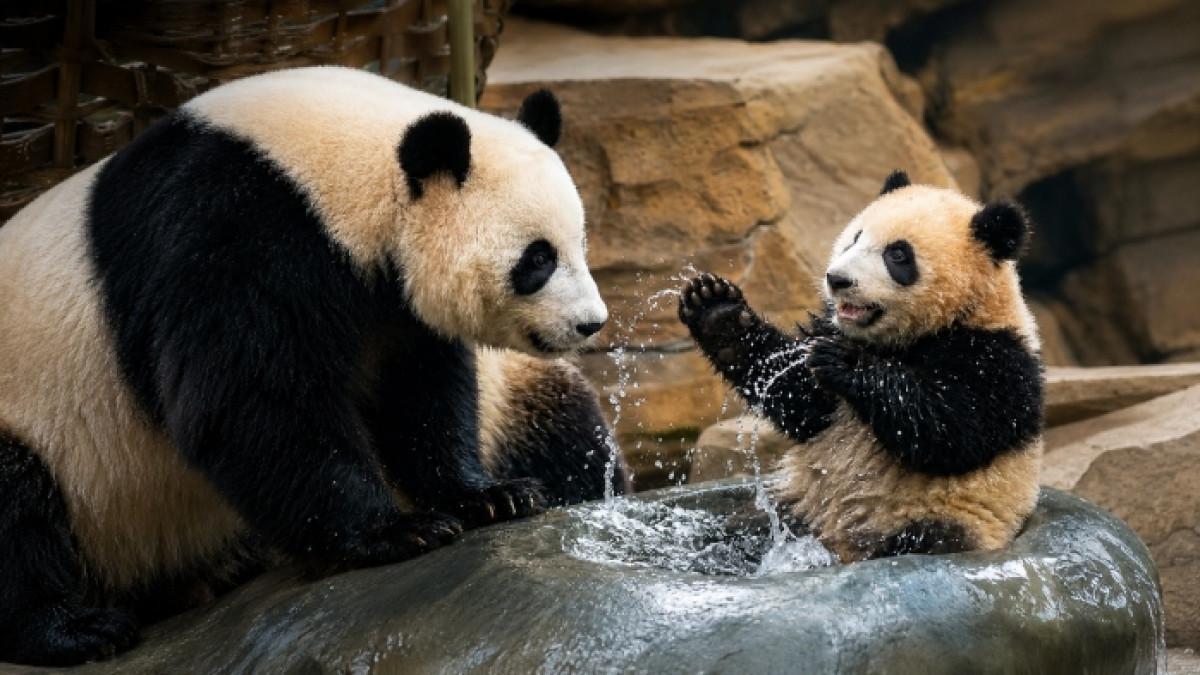 DAYA TARIK - Bayi panda raksasa bernama Rio yang sudah diperkenalkan di Taman Safari Bogor, Jawa Barat.