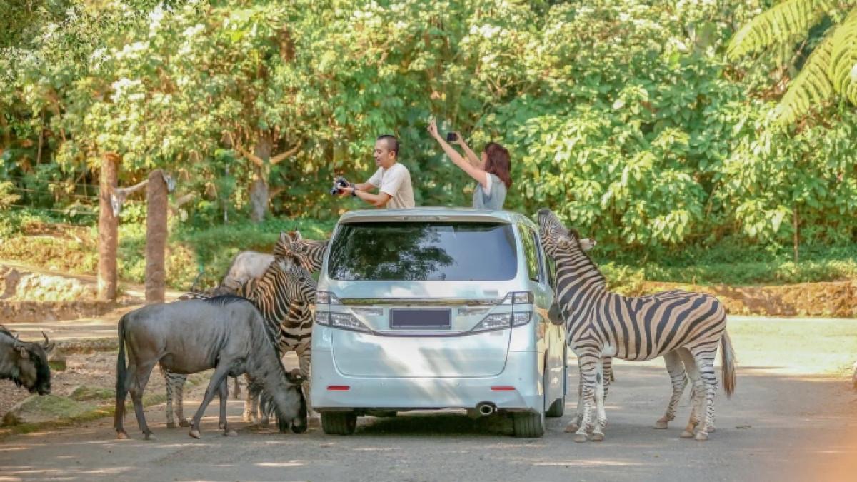 WISATA BOGOR - Melihat satwa secara langsung di Taman Safari Bogor, Jawa Barat saat liburan.