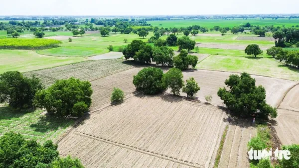 Du khách ‘săn’ tìm mua trâm chín cuối vụ ở An Giang   - Ảnh 8.