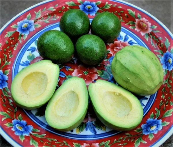 Canh bơ non nhồi thịt từ những trái bơ rụng sau mưa dông - Ảnh 3.