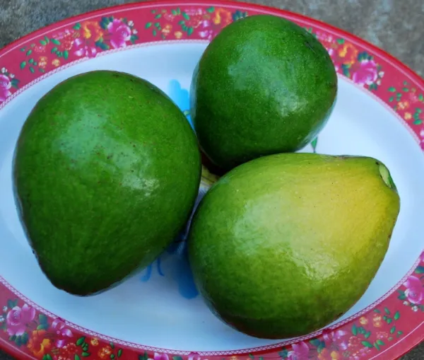 Canh bơ non nhồi thịt từ những trái bơ rụng sau mưa dông - Ảnh 7.